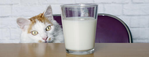 What Do Cats Drink Is Milk Bad for Cats Purina